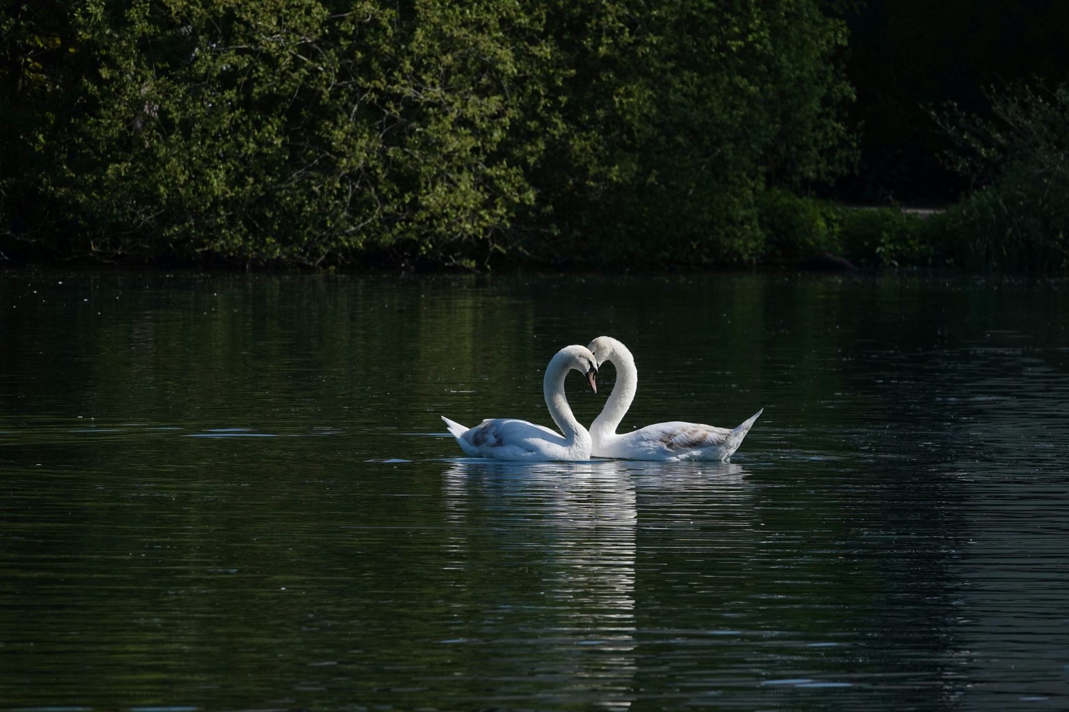 Two swans on dark water, their necks forming a heart